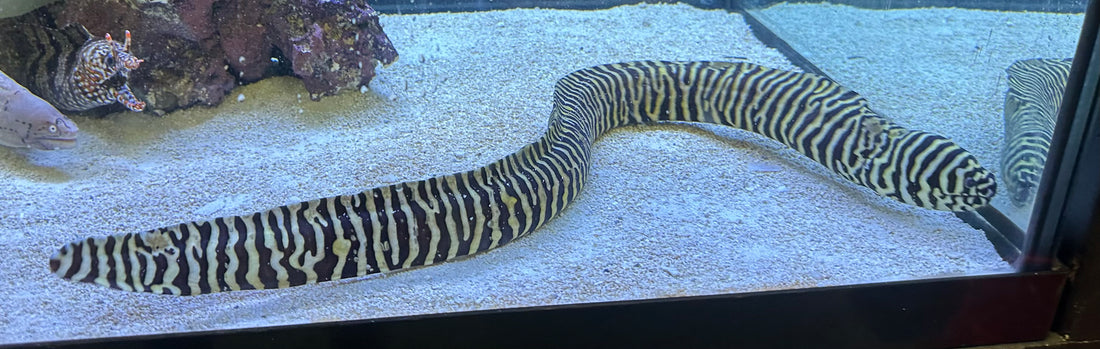 Zebra Moray Eel (26-28”)