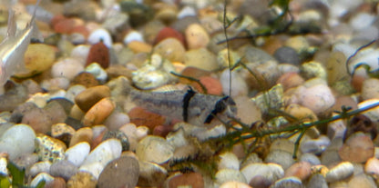Rhino Goby (.75-1”)