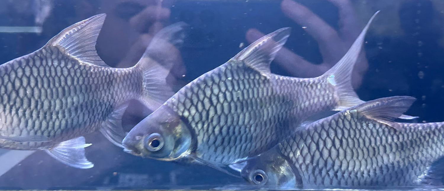 Shortbody Silver Barb (5”)