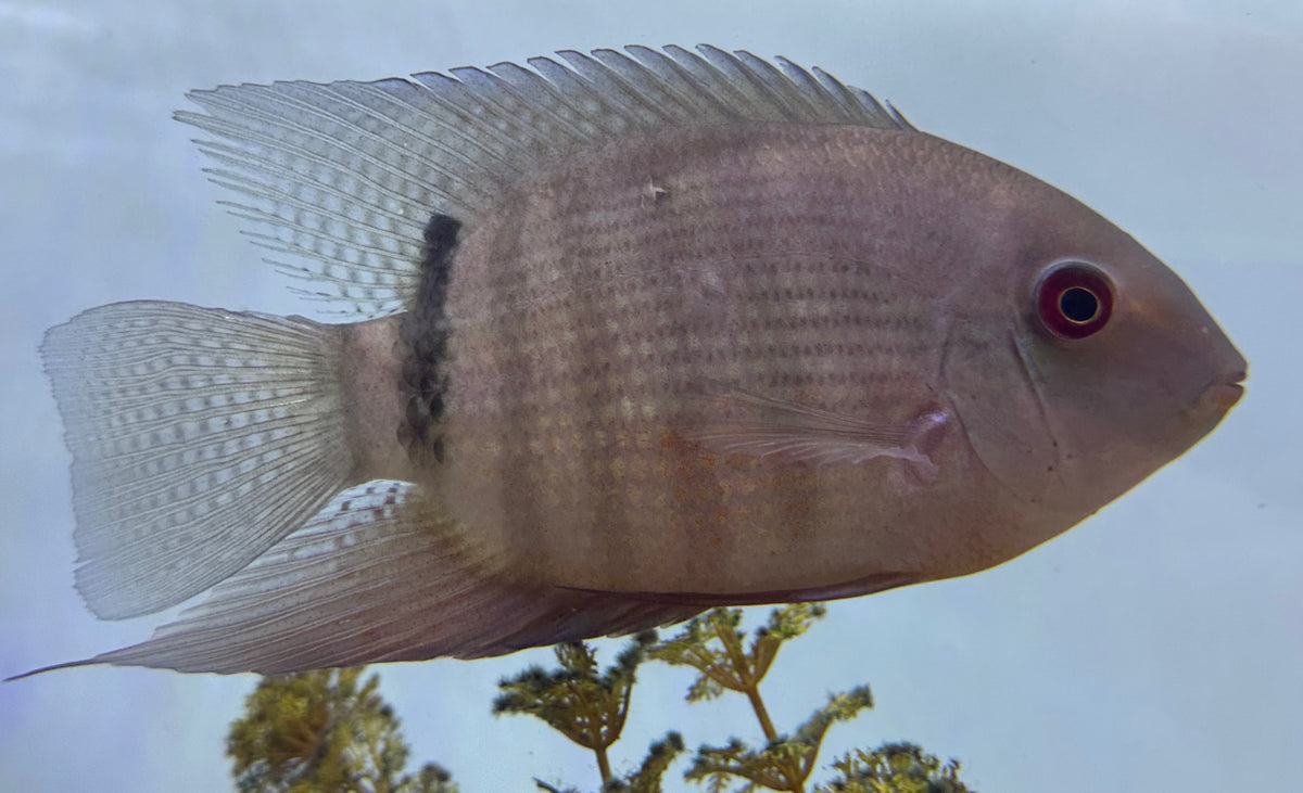 LARGE Mouthbrooding Severum (5”)
