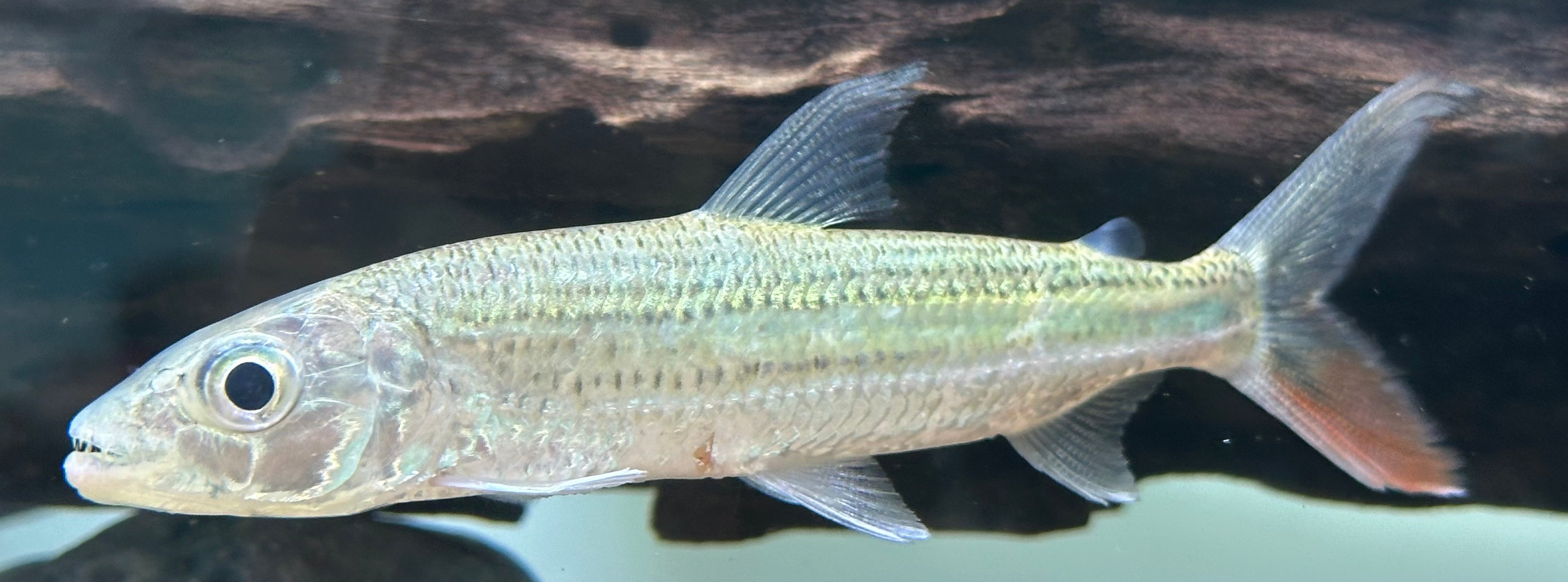 Vittatus Tiger Fish (4.5-5”)