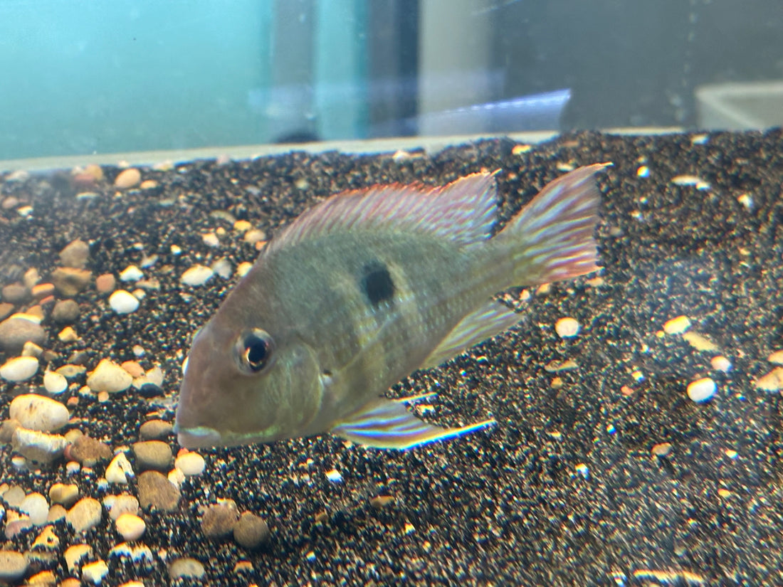 Red Head Tapajos (4”)