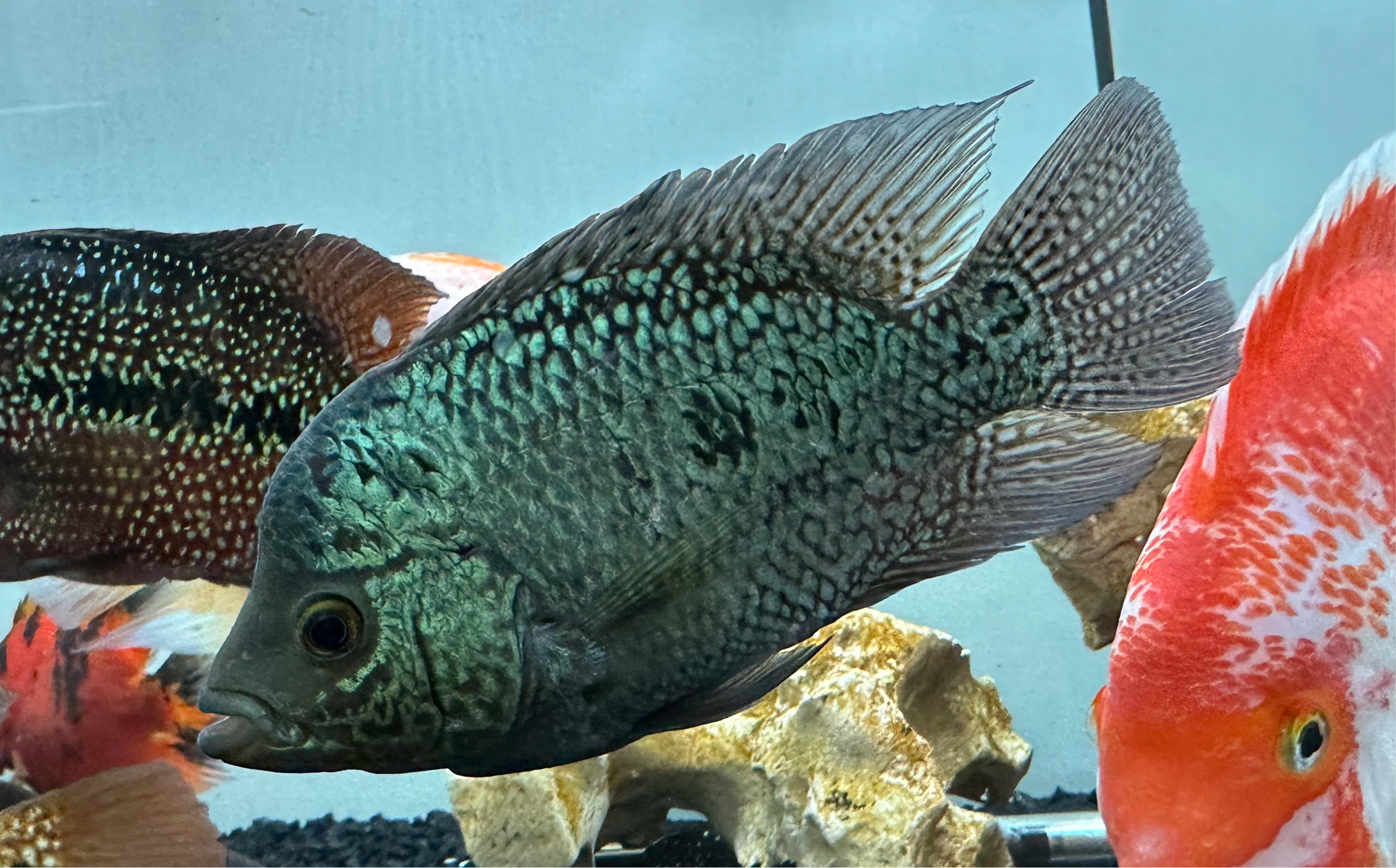 Large Assorted Flowerhorn (5-7”)