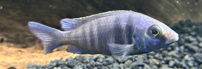 Star Sapphire Cichlid (2.5”)