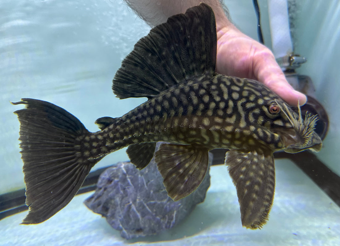 XL L330 Watermelon Pleco (11-12”)
