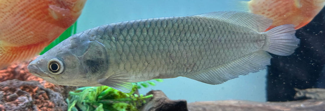 Arowana africana (9”)