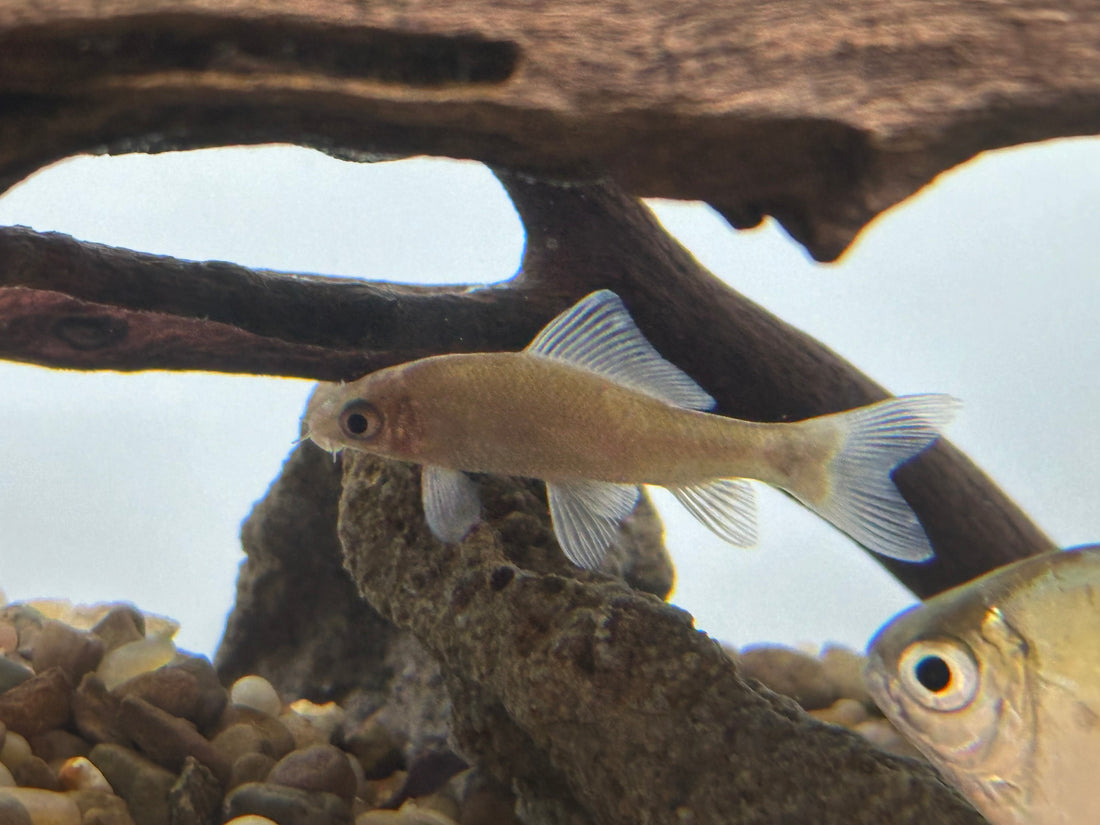Albino Black Shark (3”+)