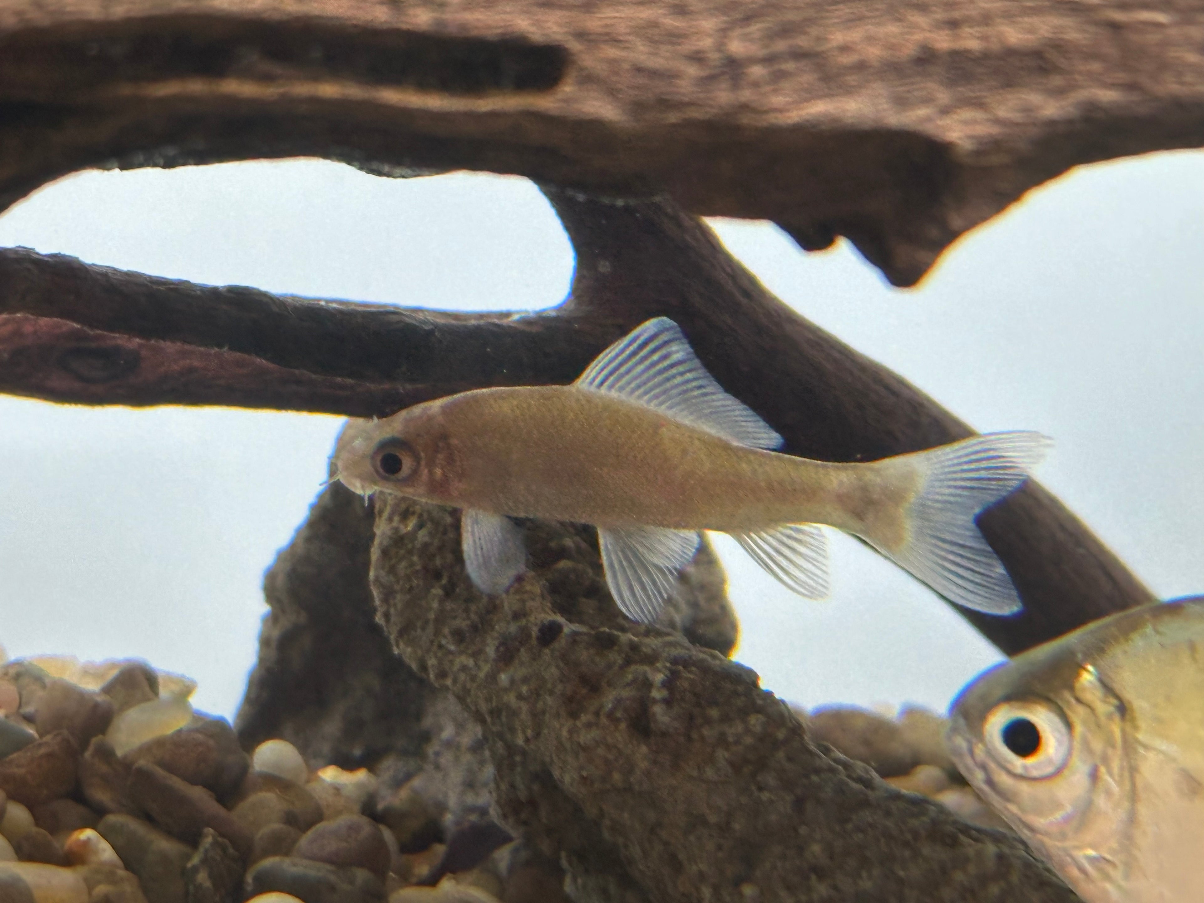 Albino Black Shark (2”)