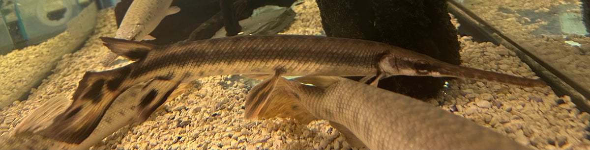 XL Longnose Gar (15-16”)