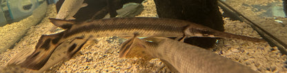 XL Longnose Gar (15-16”)