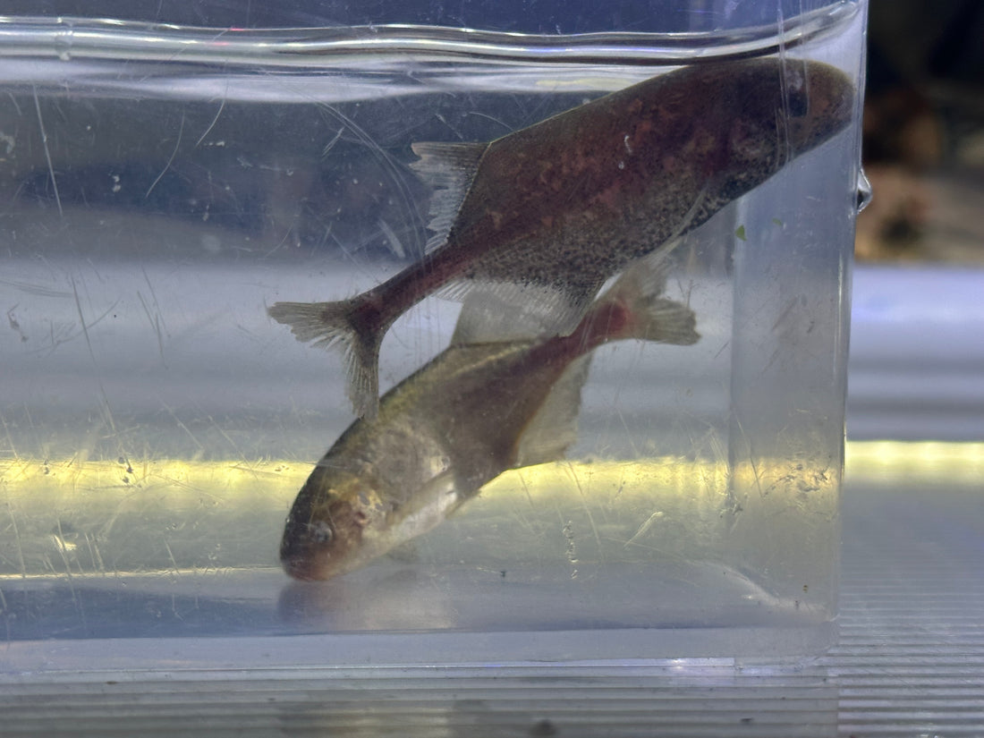 Baby Whale Pollimyrus (2-2.5”)