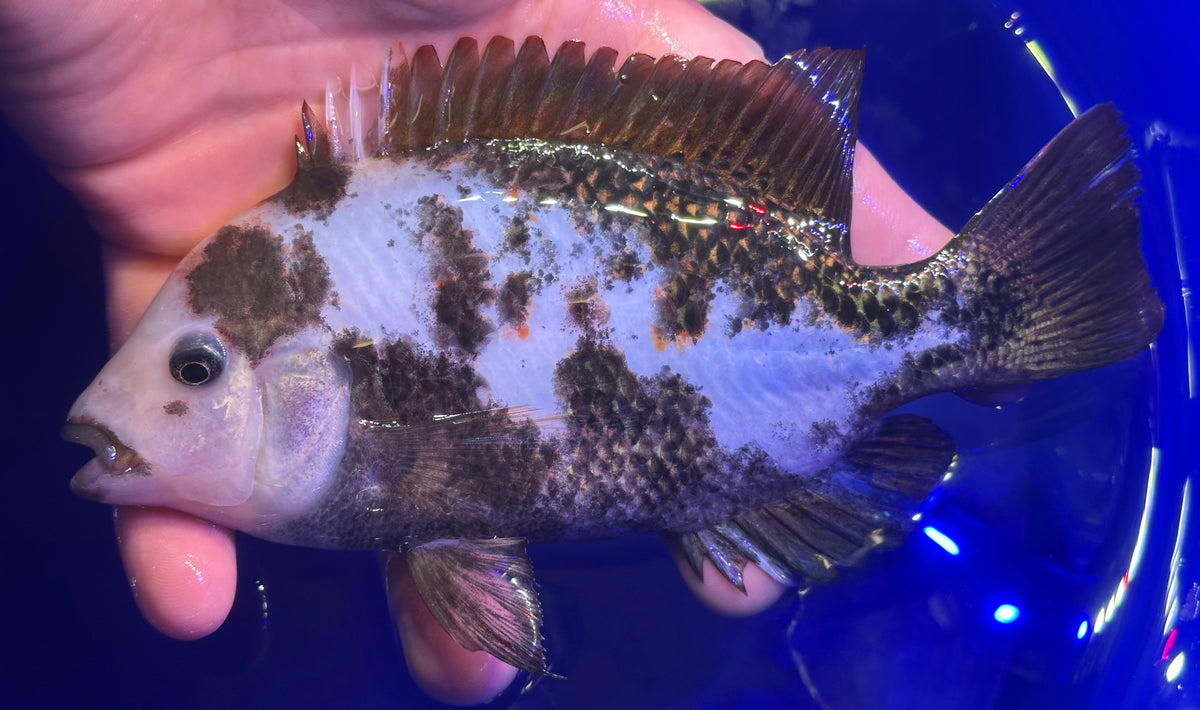 Hybrid Marble Fenestratus Vieja Cichlid (5.5-6”)
