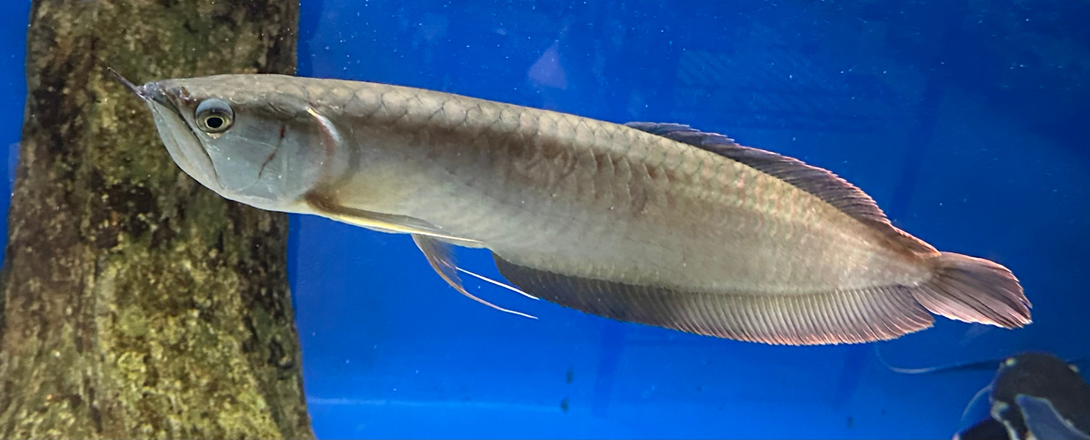 XL Silver Arowana (18-20”)