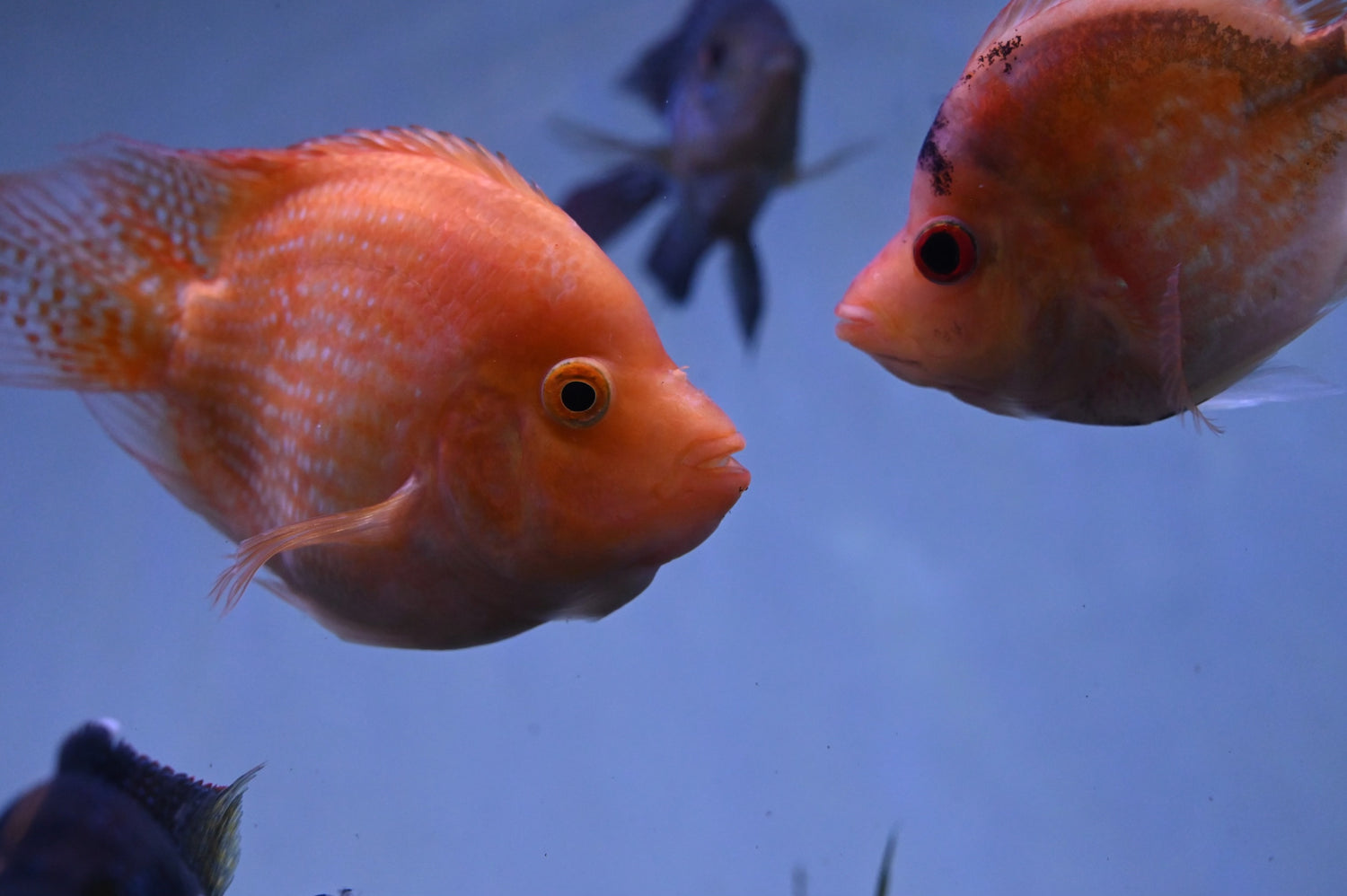 Shortbody Goldenbase Flowerhorn Hybrid (3-4”)