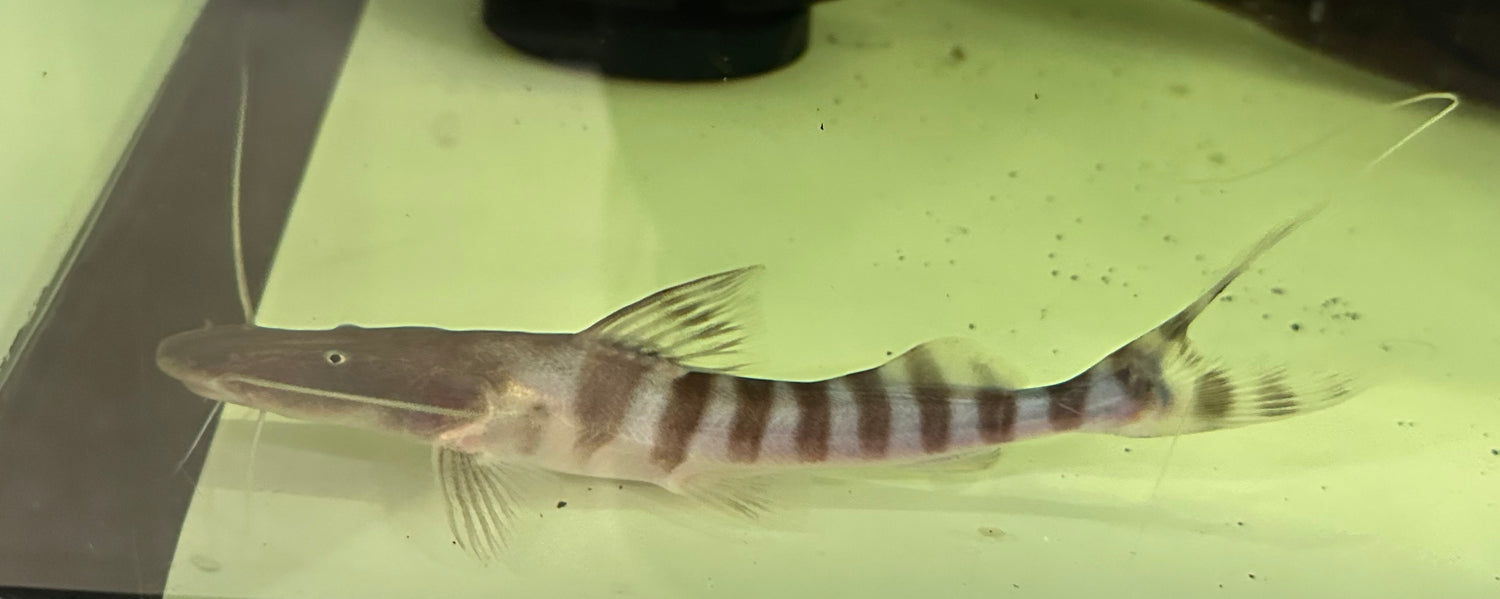 Tigrinus Catfish (5”+)