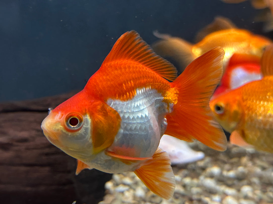 Red and White Ryukin Goldfish (4”)