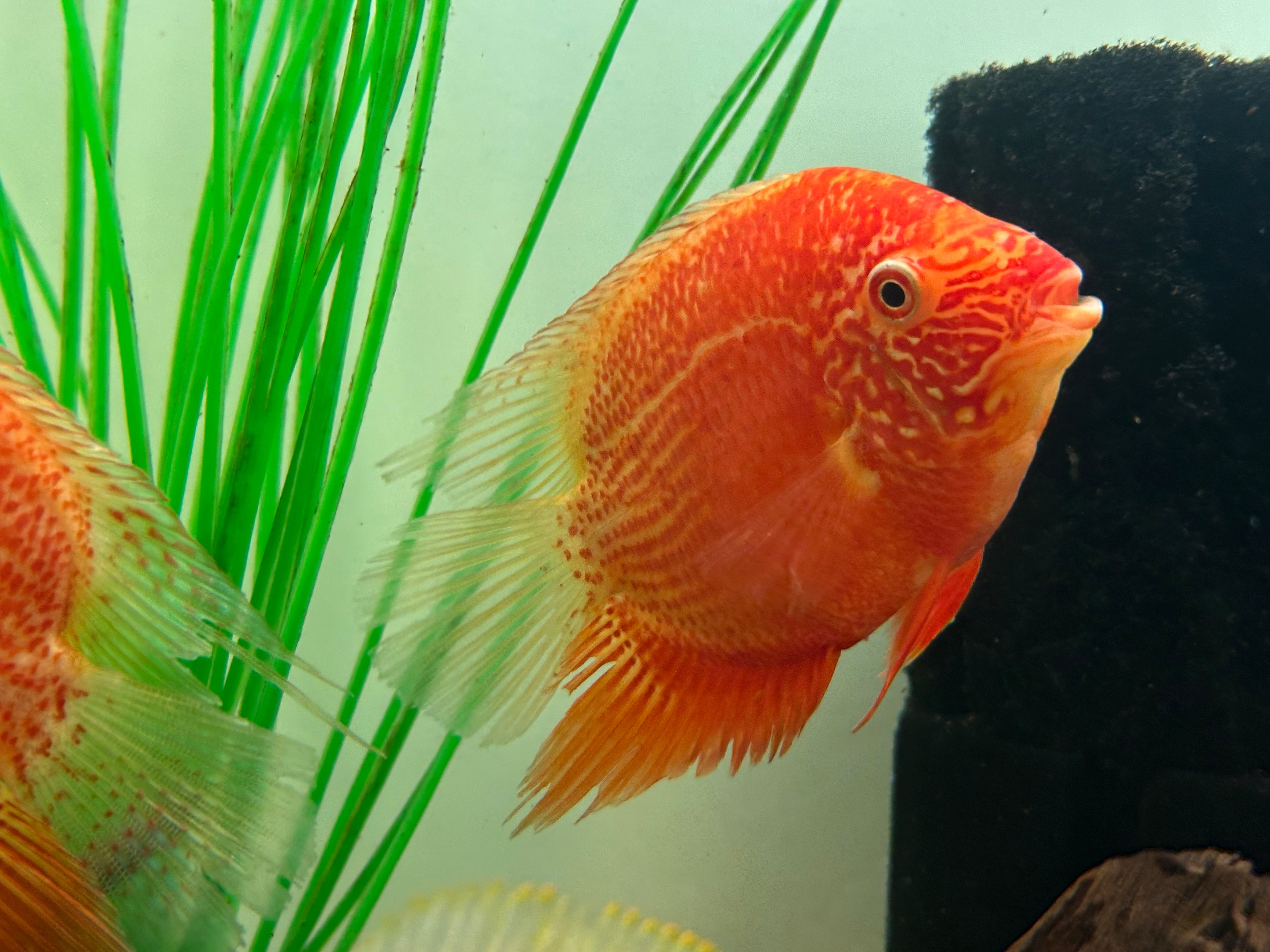 Large Red Severum (5”)