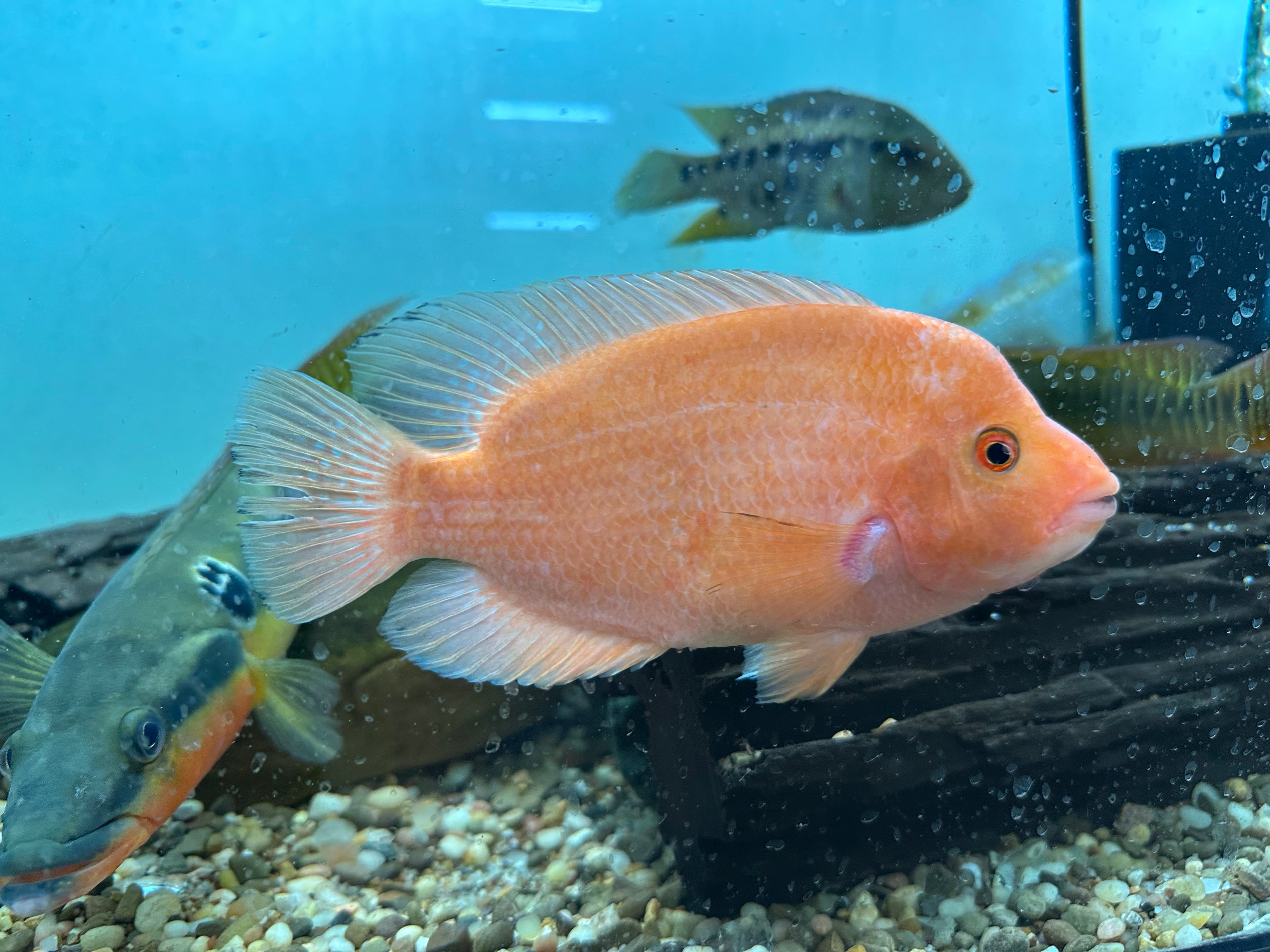 Red Devil Cichlid (6”+)