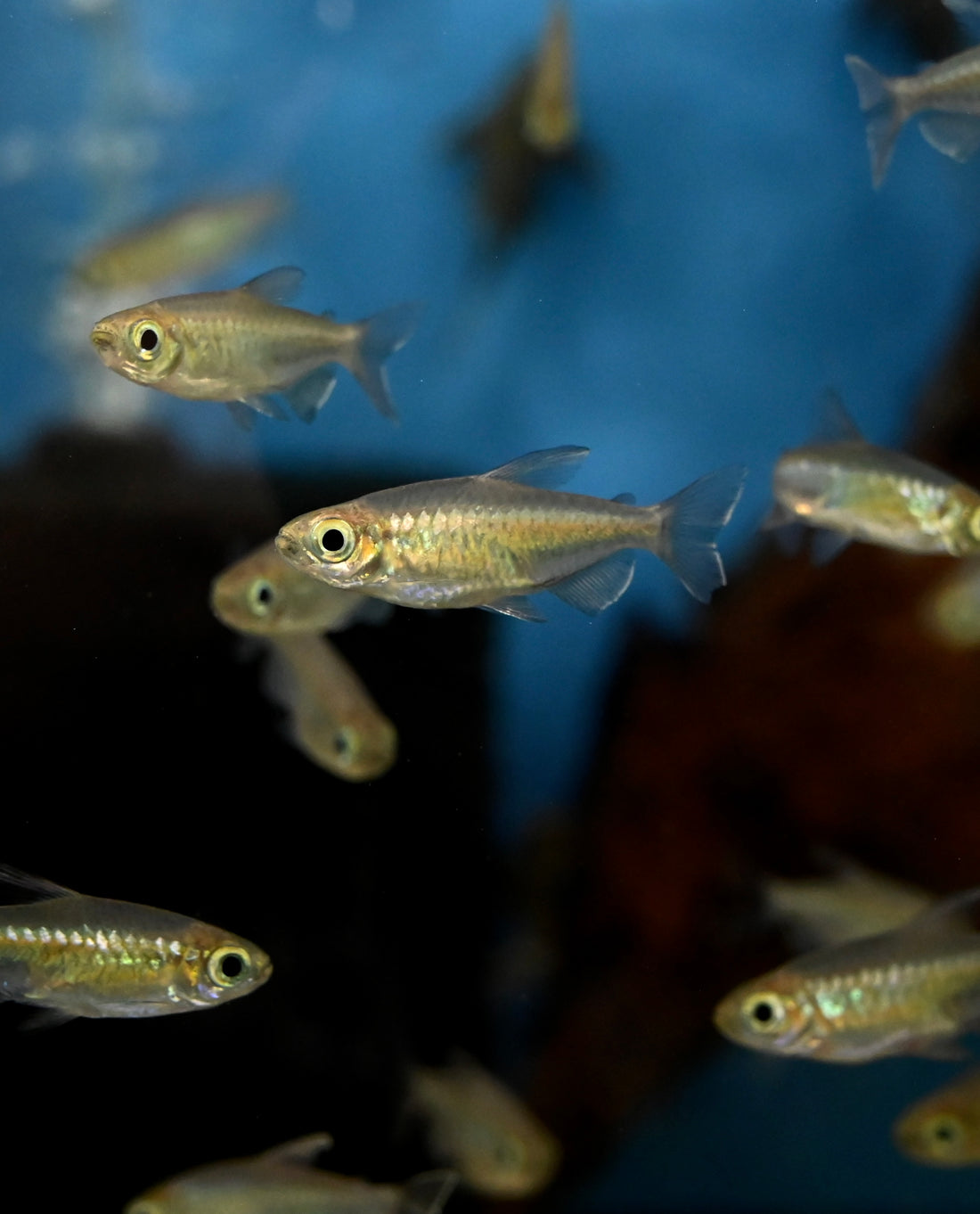 Congo Tetra (1.5”+)