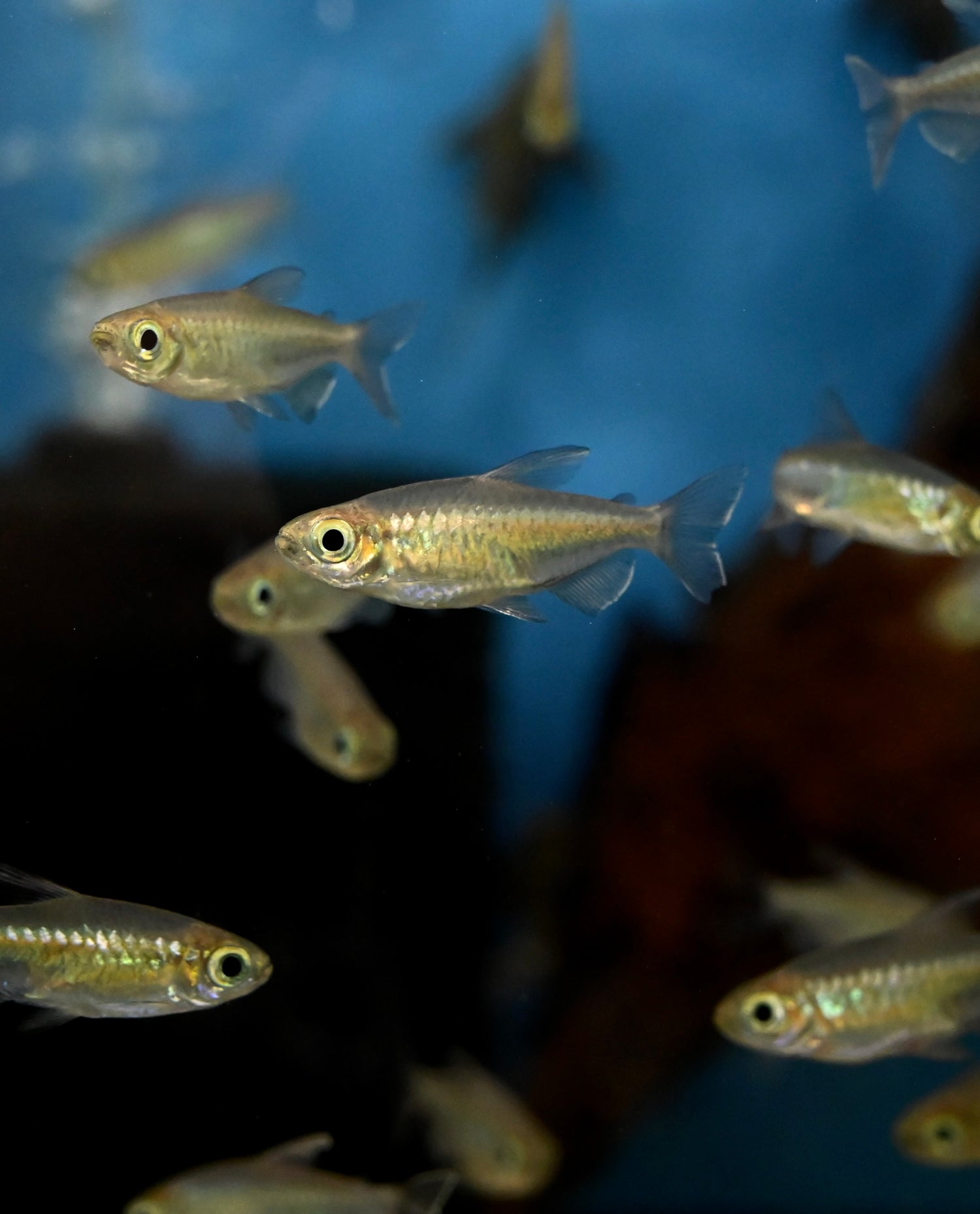 Congo Tetra (1.5”+)