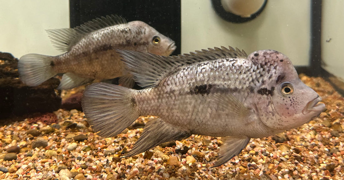 Small Black Nasty Cichlid Breeding Pair (5”)