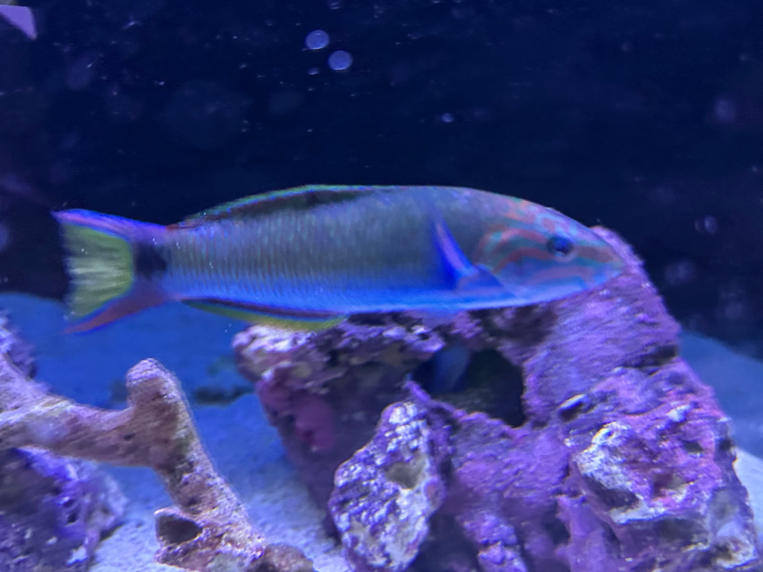 Moon Wrasse (5.5-6”)
