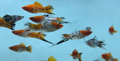 Showa Swordtail (2-3”)