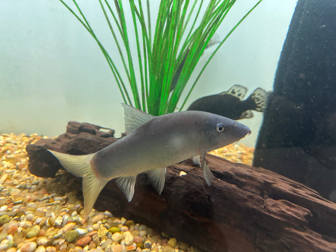 XL Blue Loach (5-6”+)