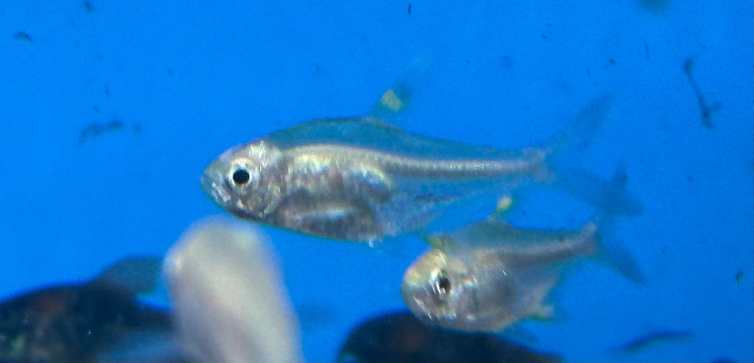 Tetra Pristella dorada (1”)