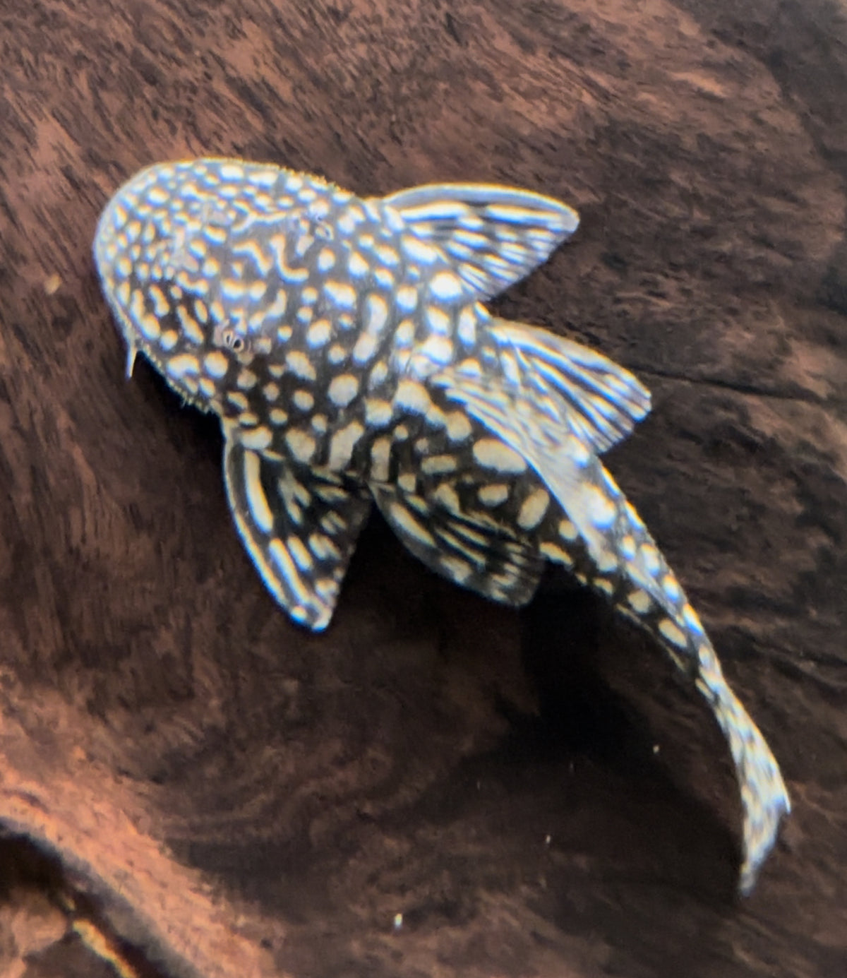 Pleco pizarra (2”+)