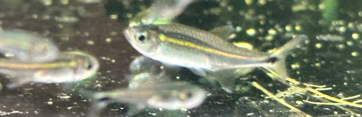 Purple Metae Tetra (.75”)