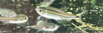 Purple Metae Tetra (.75”)