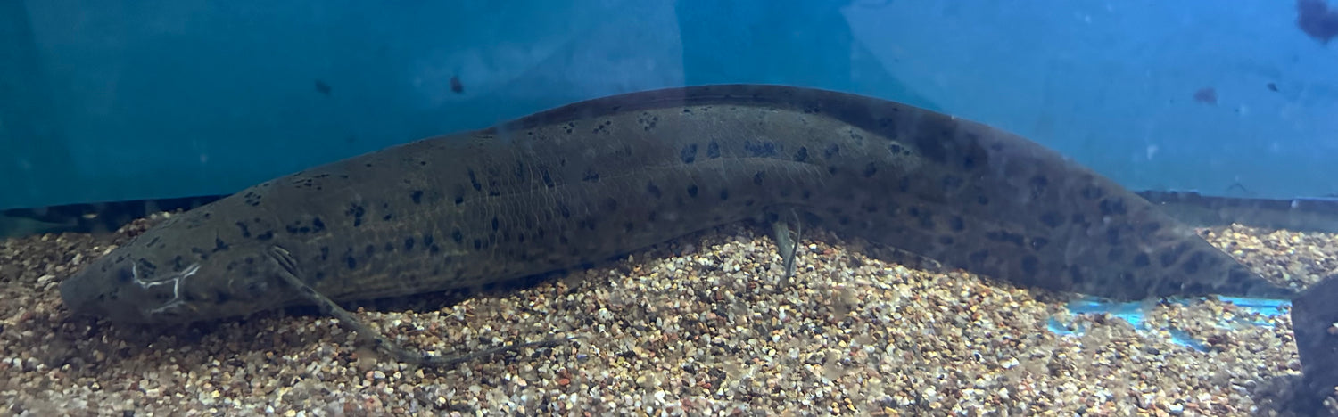 LARGE African Lungfish (18”)