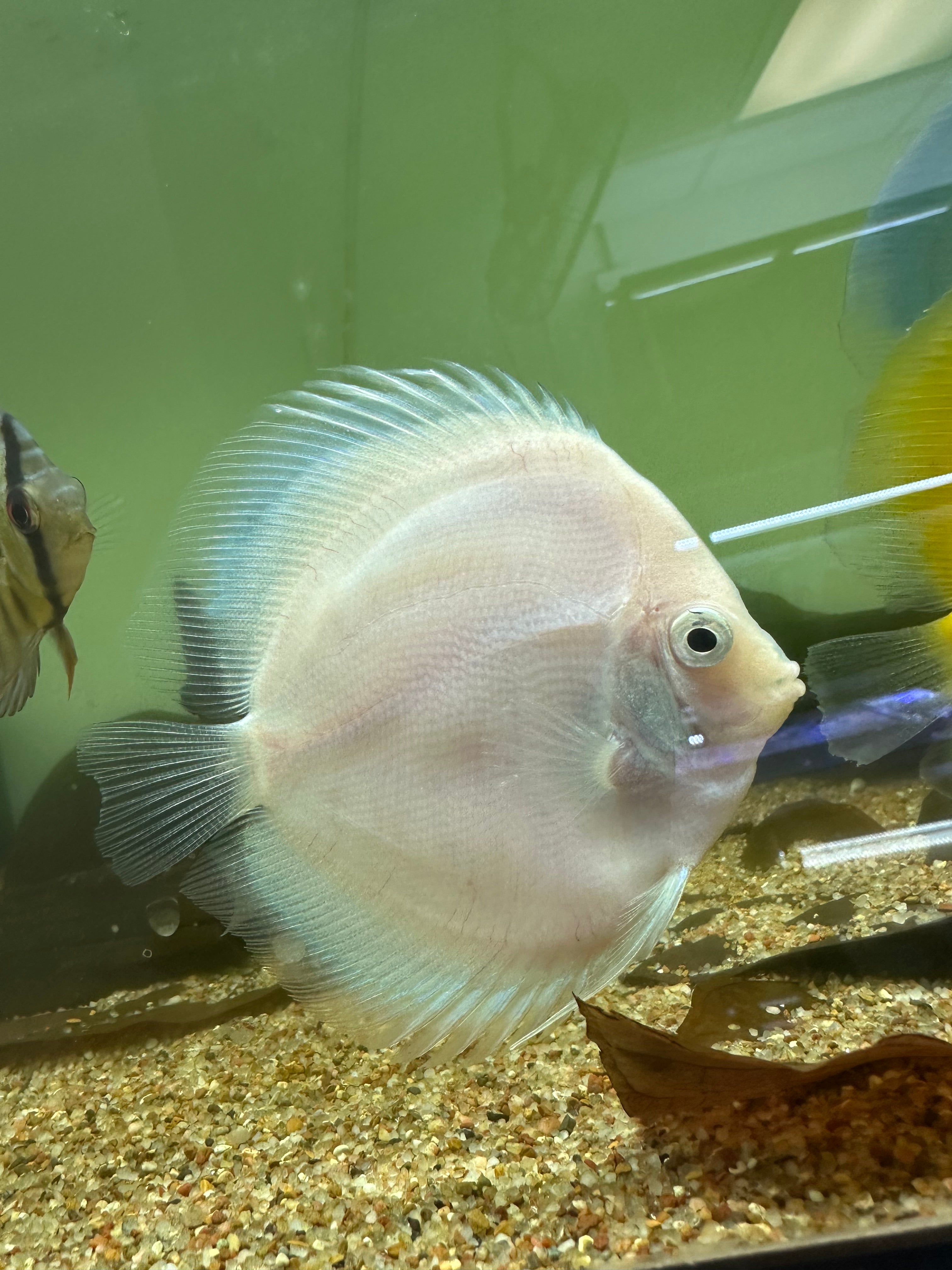 XL Discus (5”)