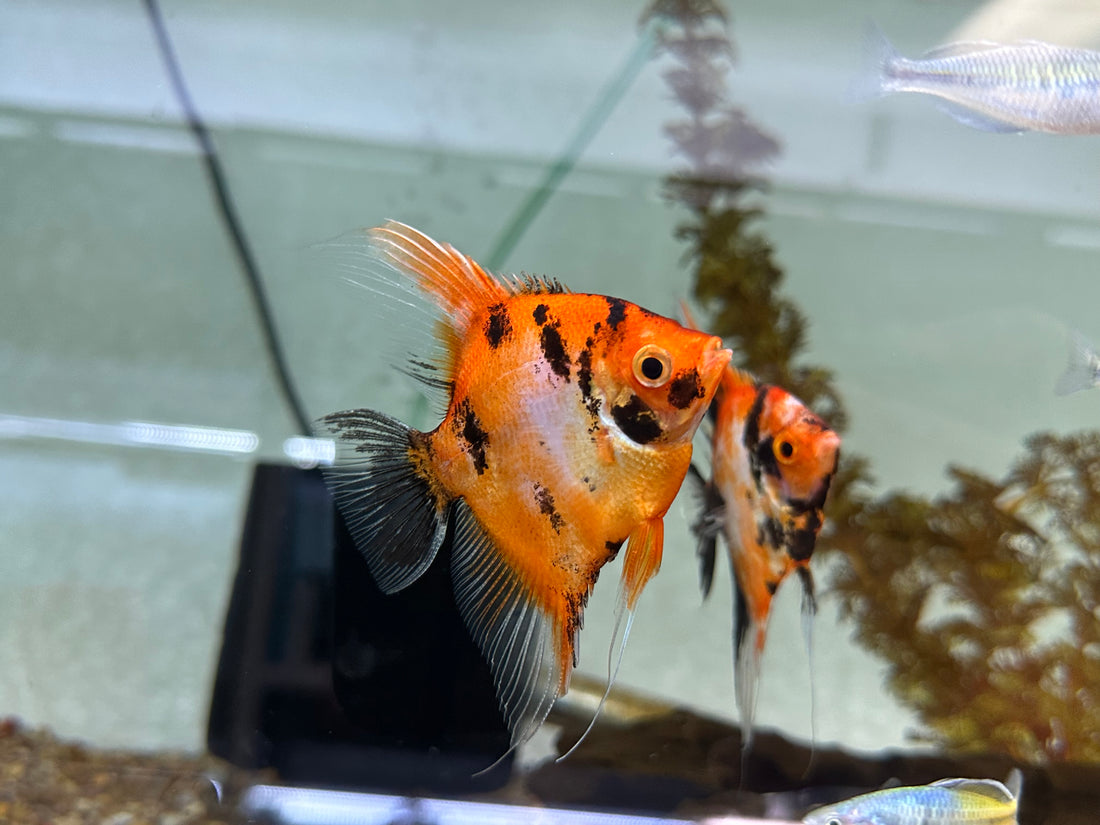 Large Red Devil Angel Pair (4”)