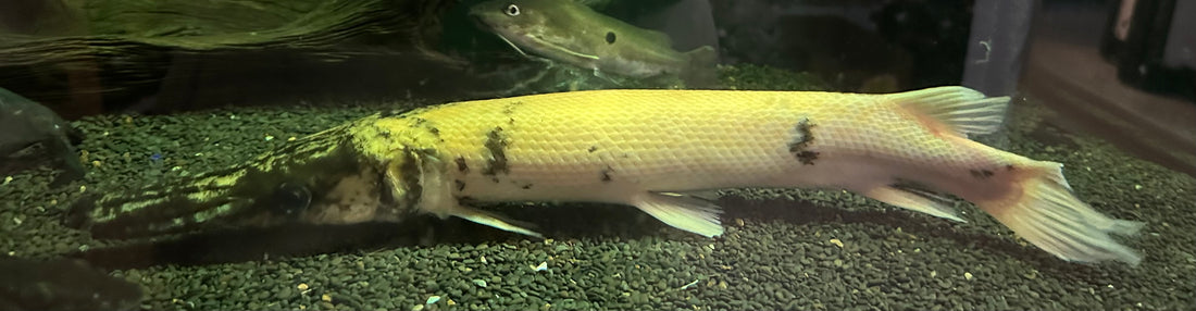 Gold Marble Alligator Gar (20”+)