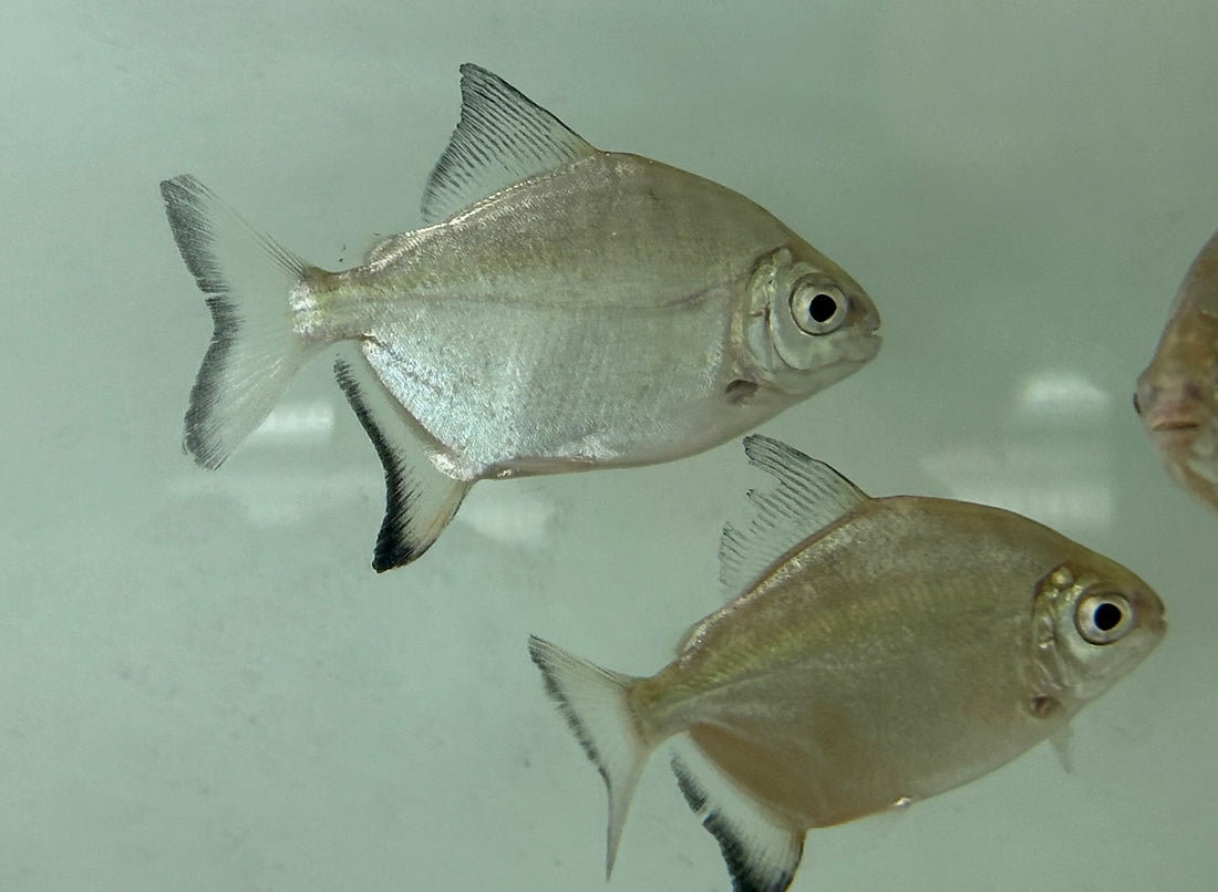 Tometes ancylorhynchus (2.5-3”)