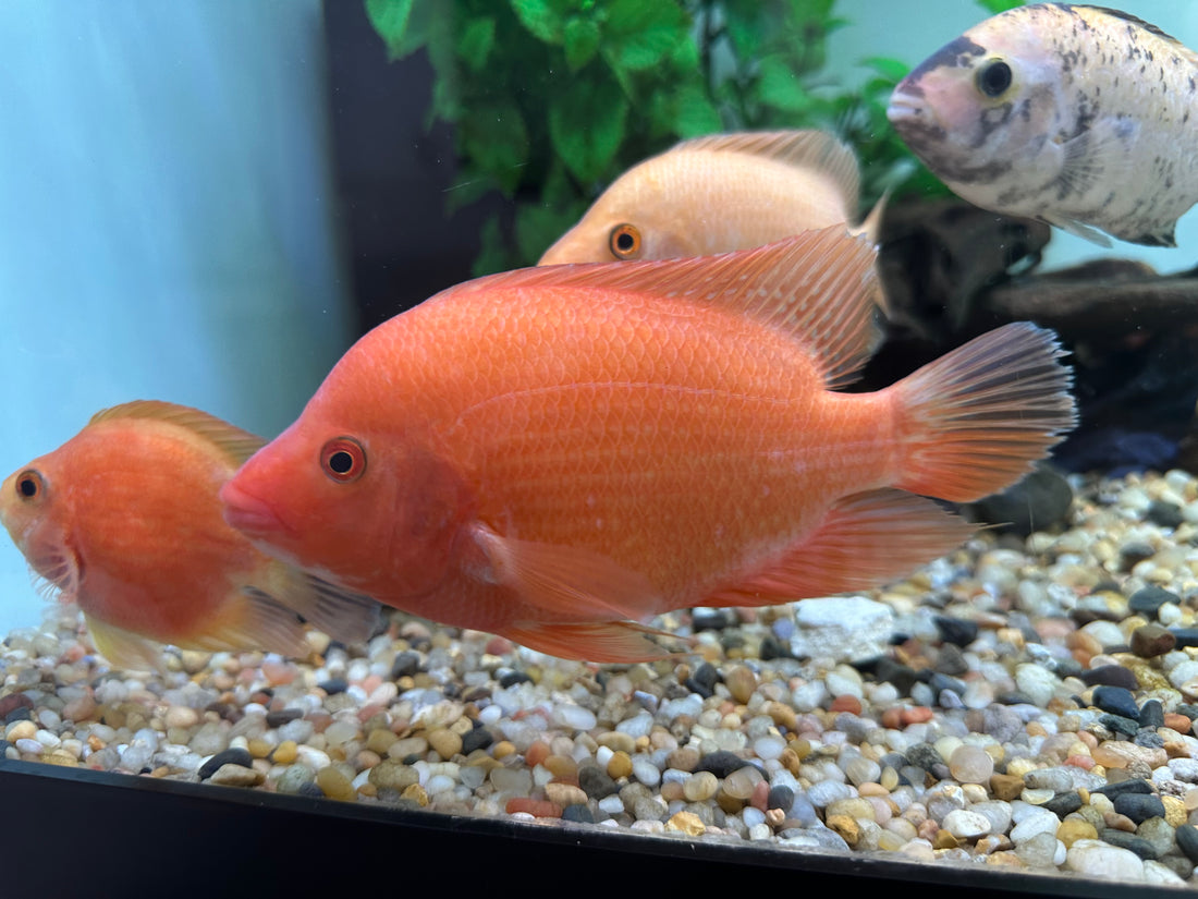 Red Devil Cichlid (6-6.5”)