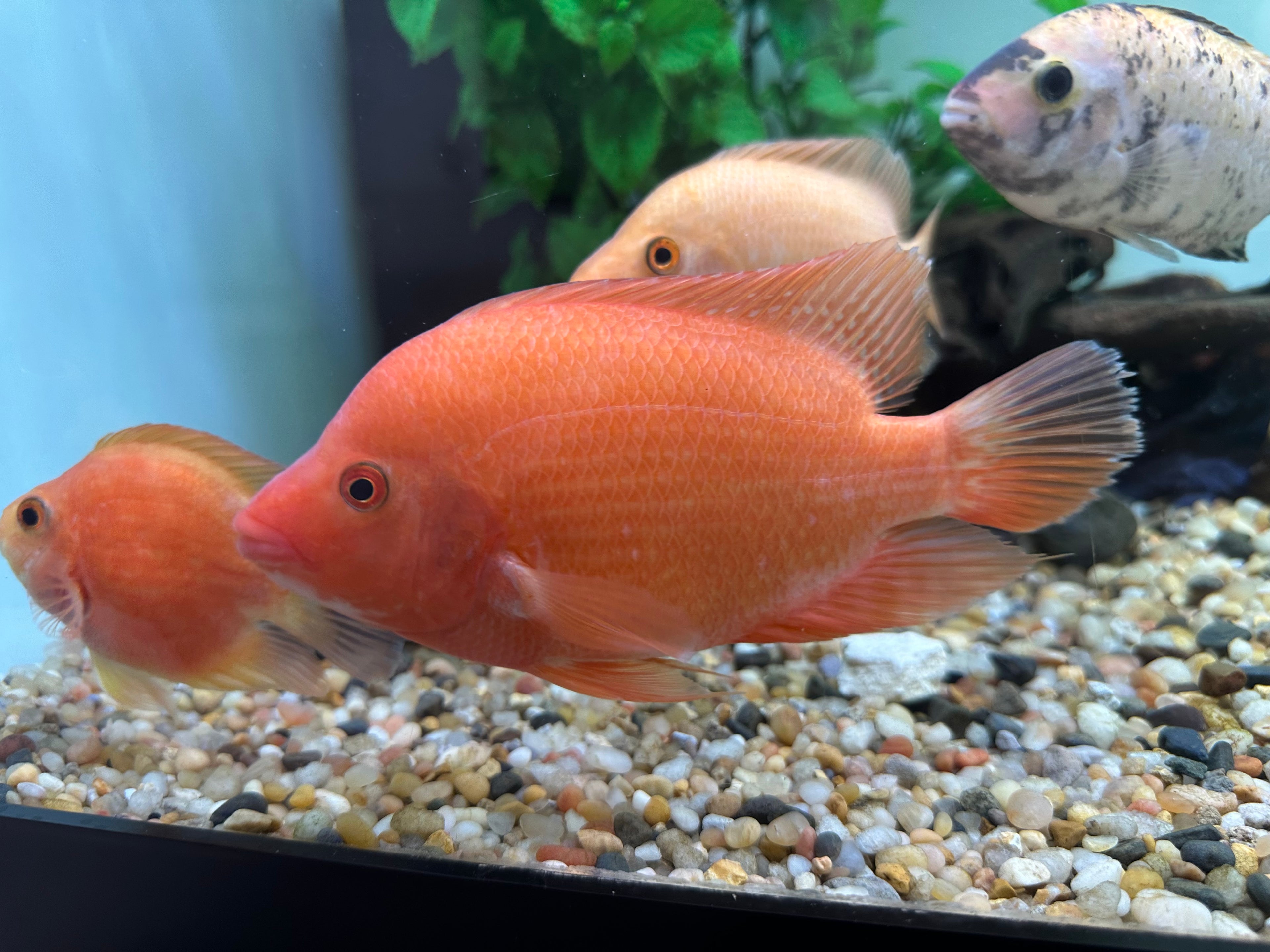 Red Devil Cichlid (6-6.5”)