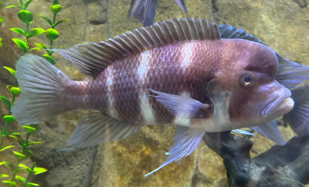 Jumbo Red Frontosa (8”)