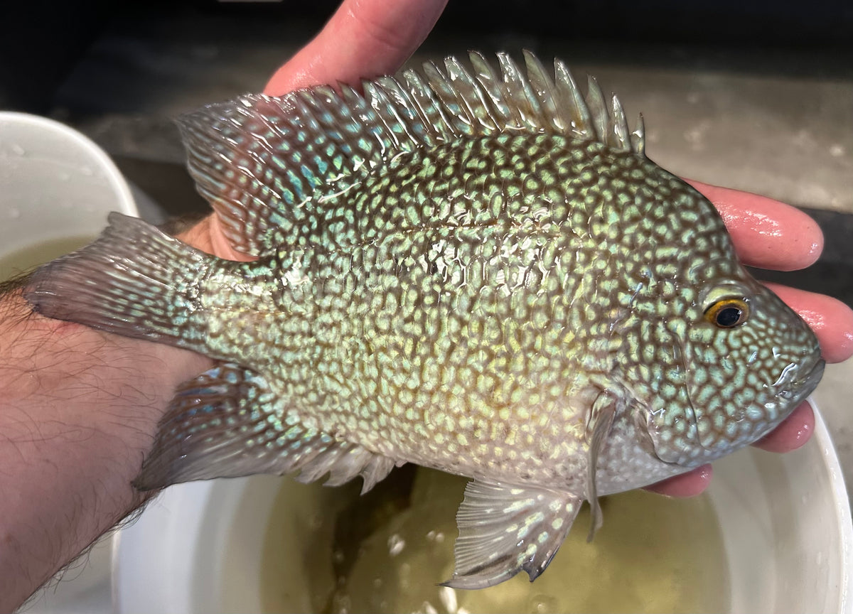 XL Carpintis Cichlid (8”)