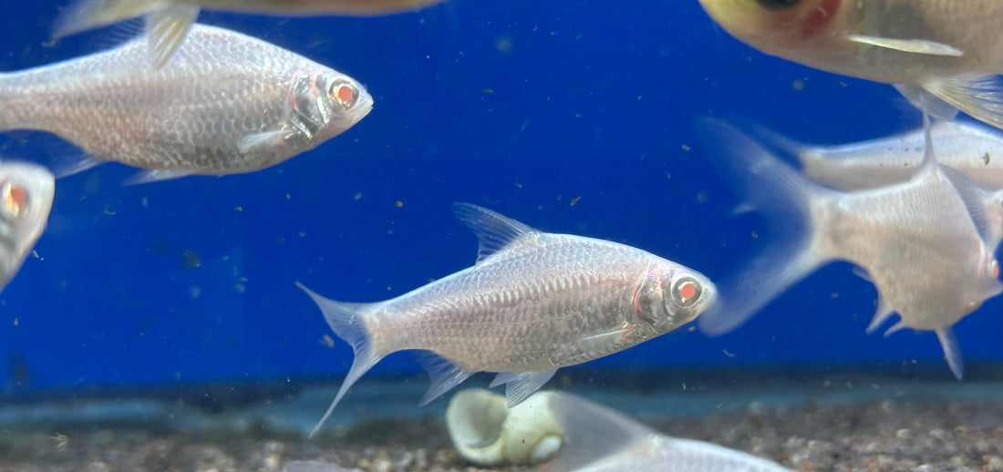 Albino Platinum Tinfoil Barb (2-2.25”)