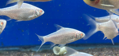 Albino Platinum Tinfoil Barb (2-2.25”)