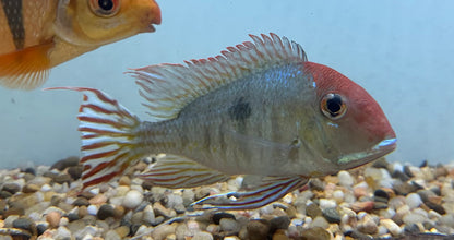 XL Red Head Tapajos Geophagus (5”+)