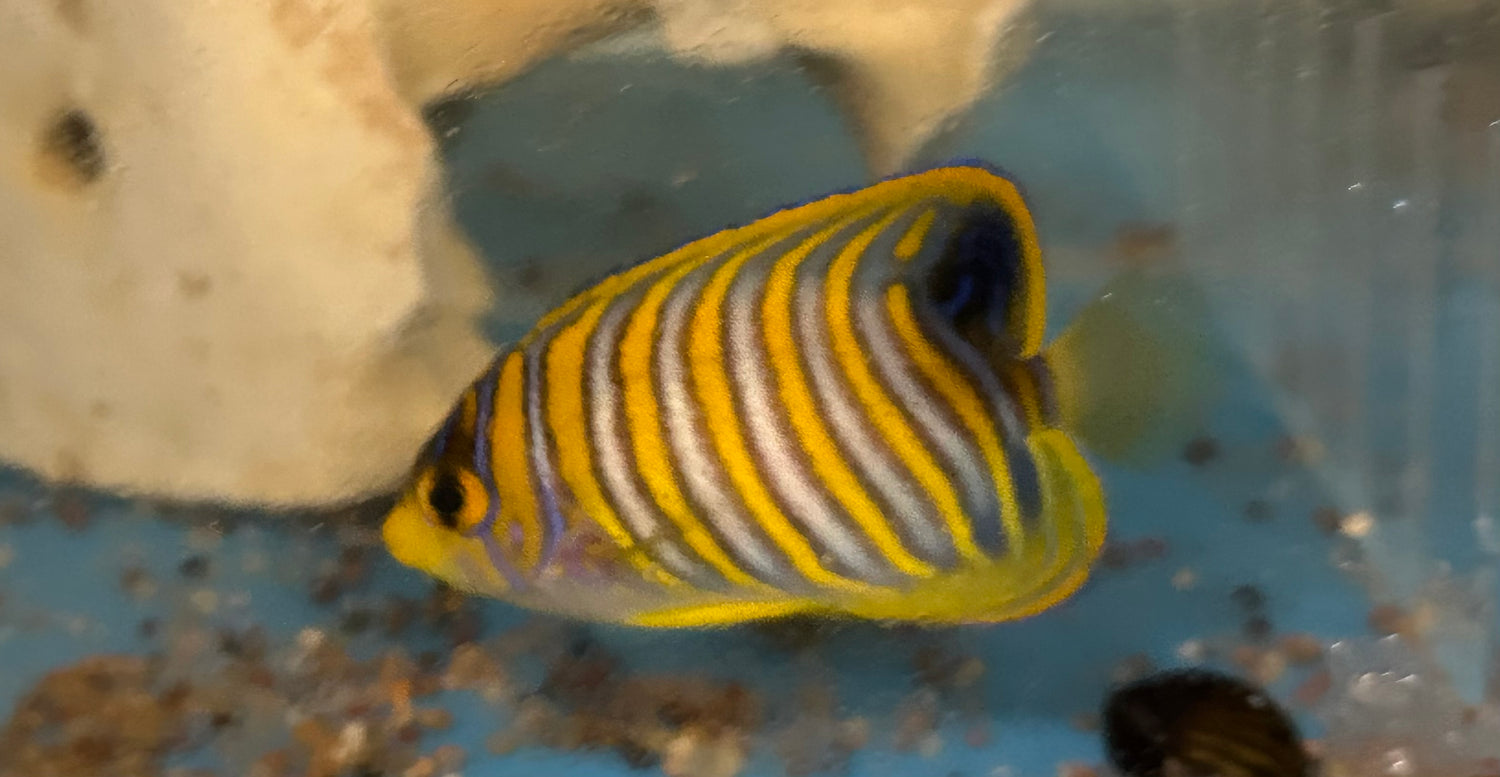 Regal Angelfish (2.5”+)