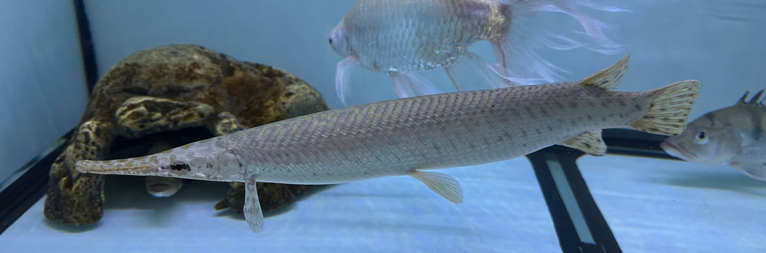 Florida Gar (16”+)