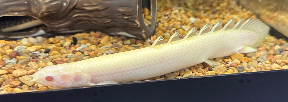 XL Albino Senegal Polypterus (7”)