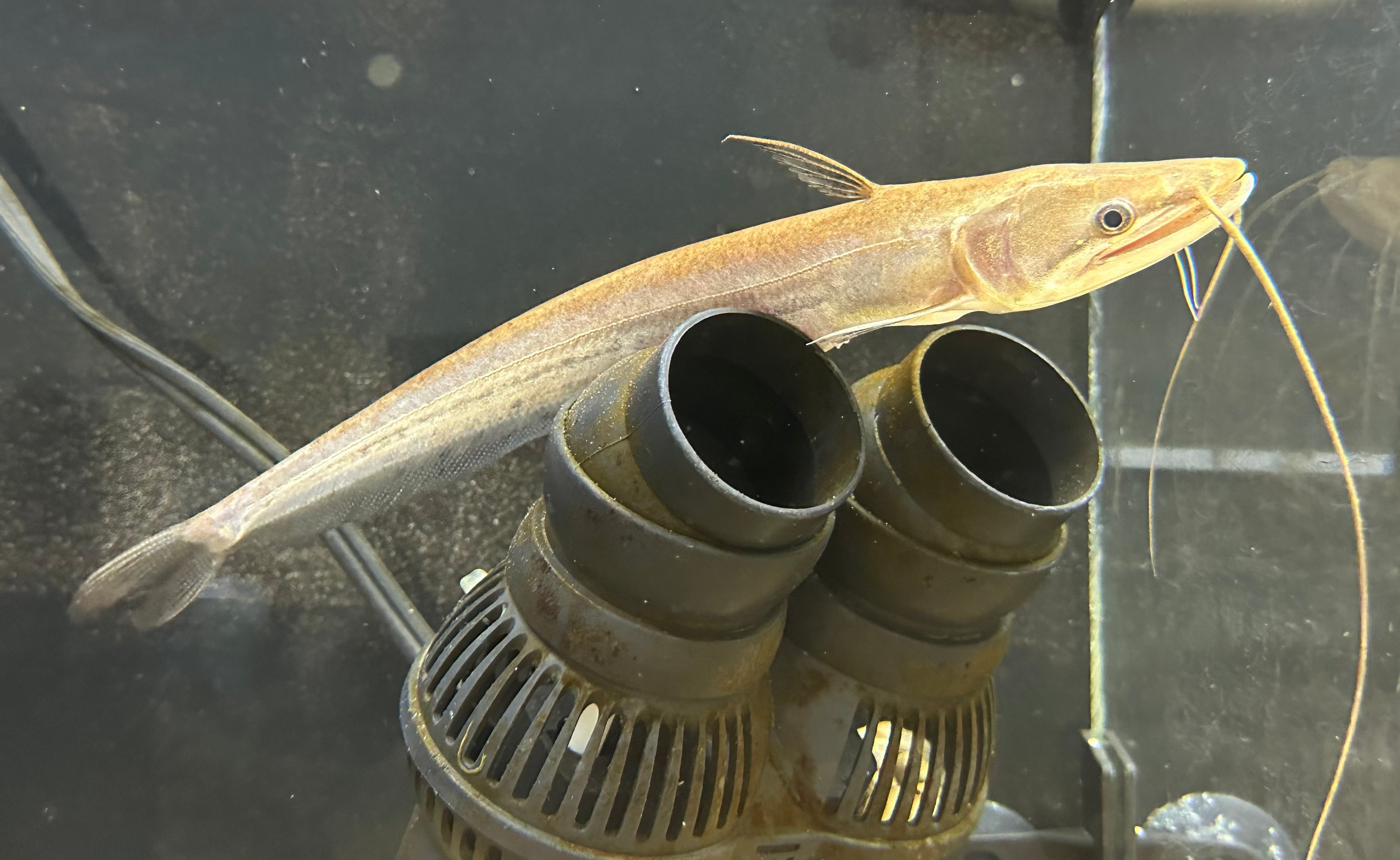 Wallago Attu Catfish (9”)