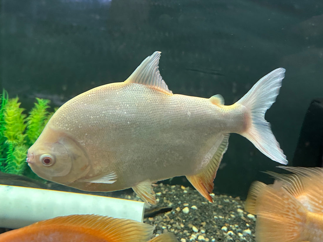 LARGE Albino Pacu (9-10”)