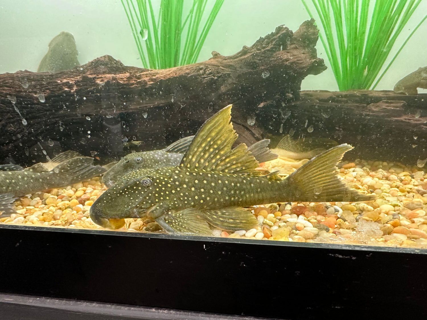 Jumbo L200a Highfin Green Phantom Pleco (7-8”)